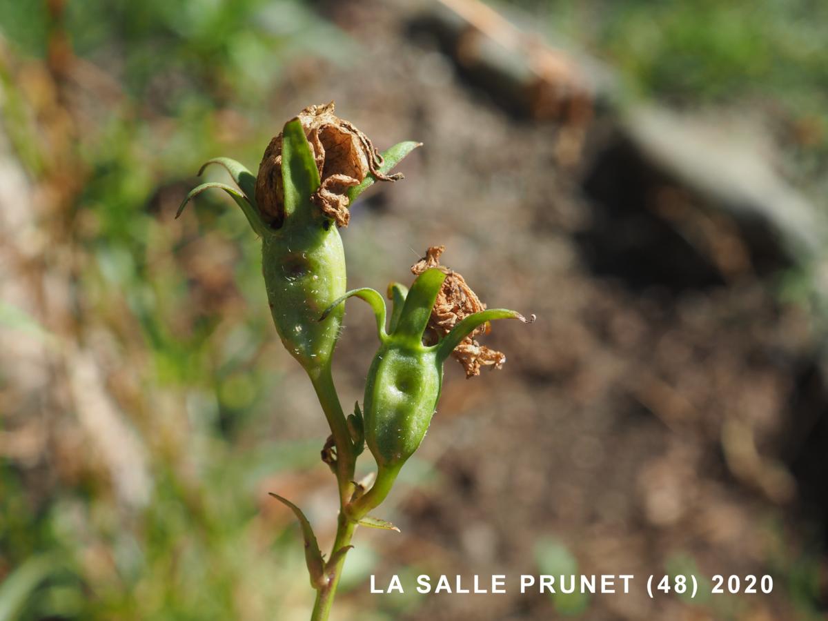 Bellflower, Peach-leaved fruit